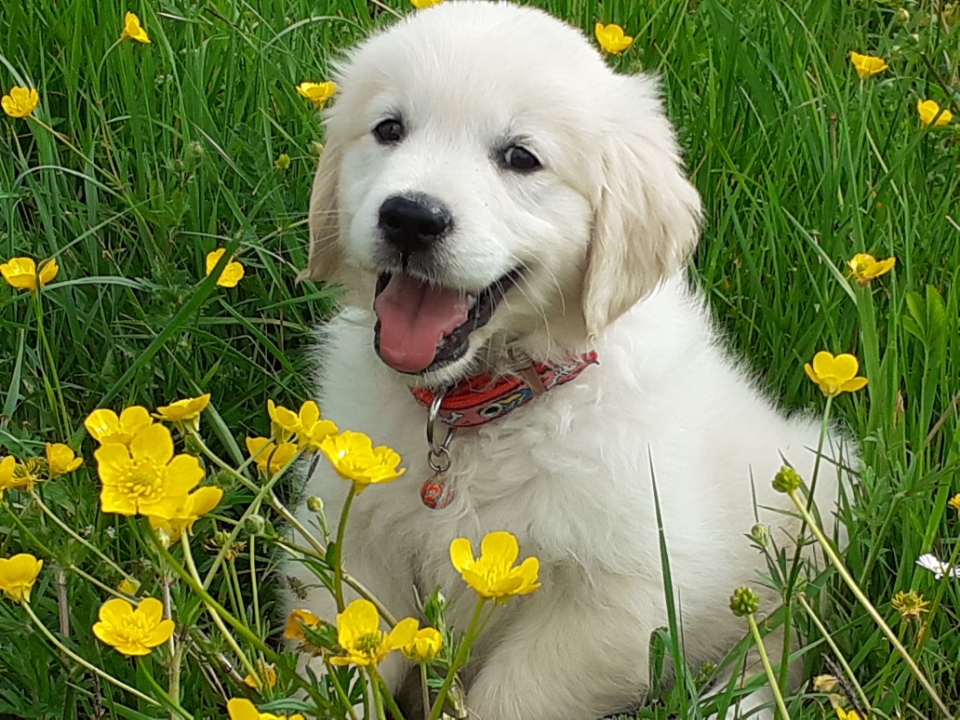 Golden retriever